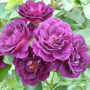 Vrtnice Floribunda - Roza - Wekfabpur - 